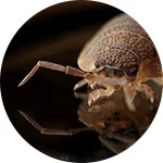 Bedbugs Control Service in Dhaka