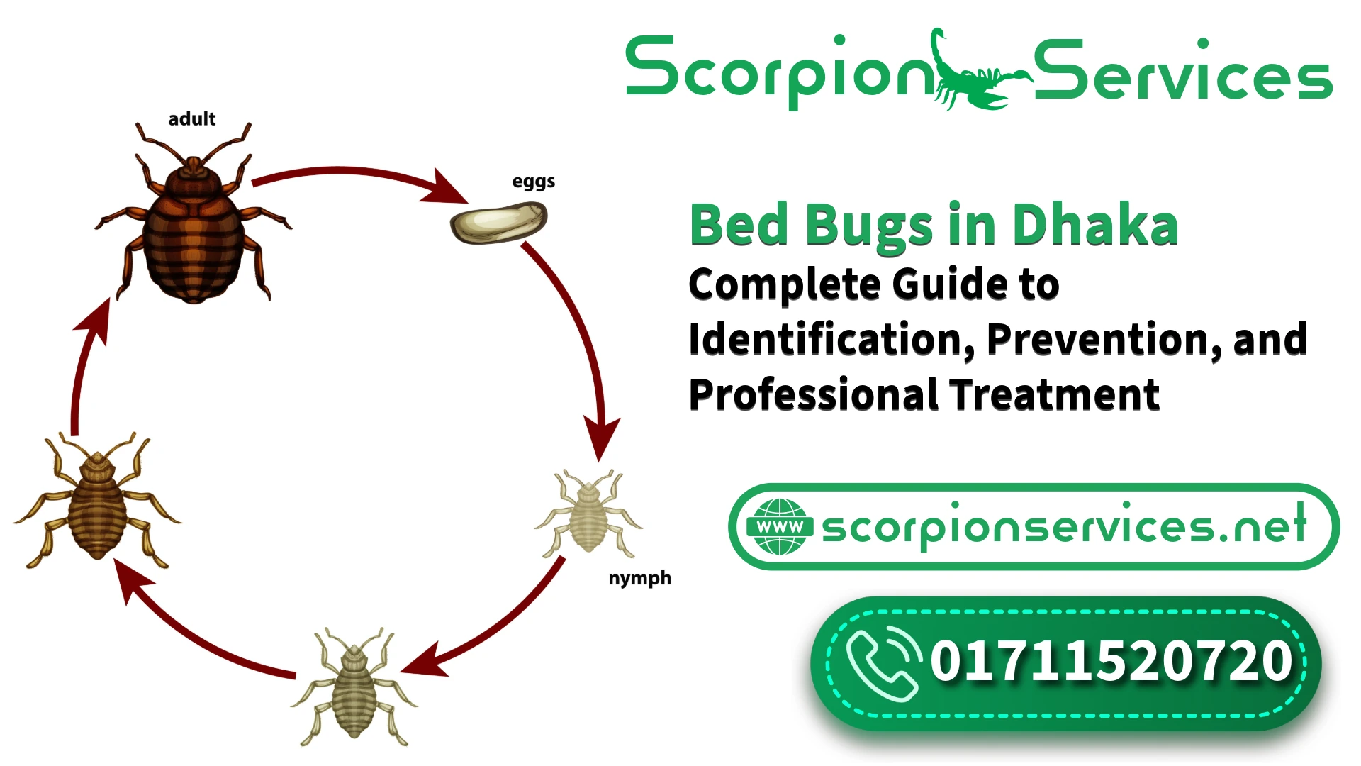 Professional Bed Bug Control Services in Dhaka - Expert Treatment Solutions