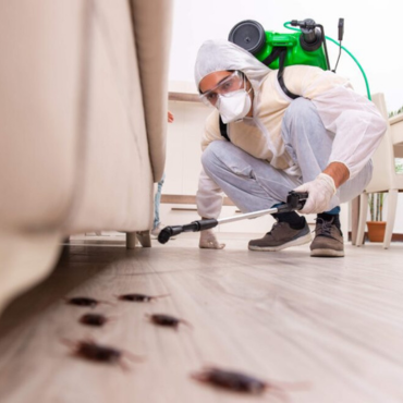 Commercial Pest Control Services in Dhaka, Bangladesh