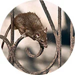 Rodent Control Service in Dhaka
