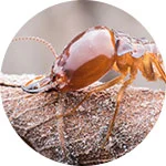 Termite Control Service in Dhaka